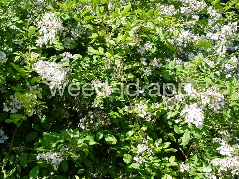 rose, multiflora